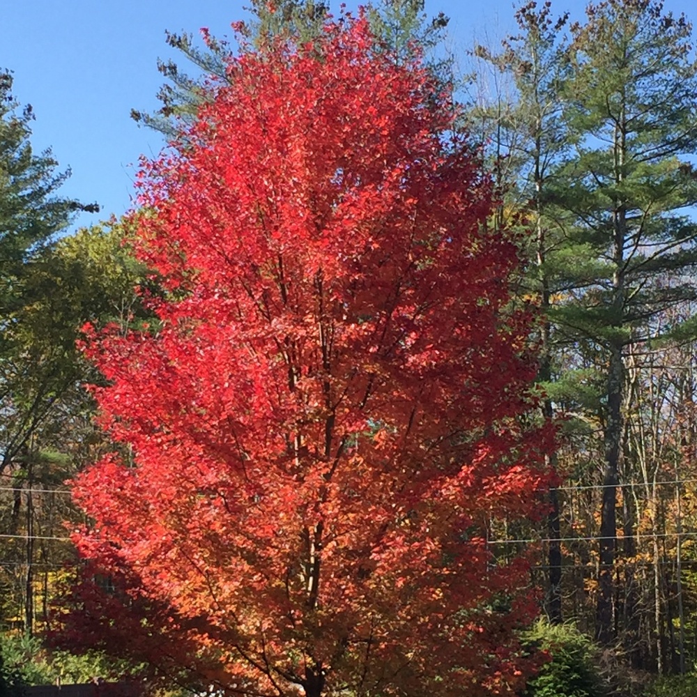 Meet your Posher, EllieOk